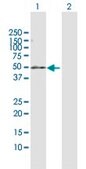 Anti-PDE7B antibody produced in rabbit purified immunoglobulin, buffered aqueous solution