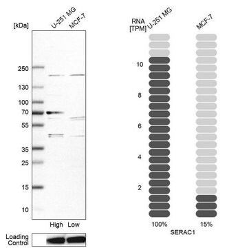 Anti-SERAC1 antibody produced in rabbit Prestige Antibodies&#174; Powered by Atlas Antibodies, affinity isolated antibody, buffered aqueous glycerol solution, Ab2