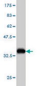ANTI-FGR antibody produced in mouse clone 4C12, purified immunoglobulin, buffered aqueous solution