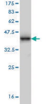 Monoclonal Anti-MMRN1 antibody produced in mouse clone 4B9, purified immunoglobulin, buffered aqueous solution