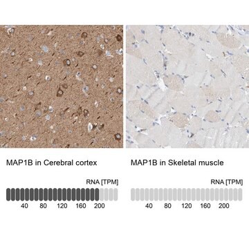 Anti-MAP1B antibody produced in rabbit Prestige Antibodies&#174; Powered by Atlas Antibodies, affinity isolated antibody, buffered aqueous glycerol solution