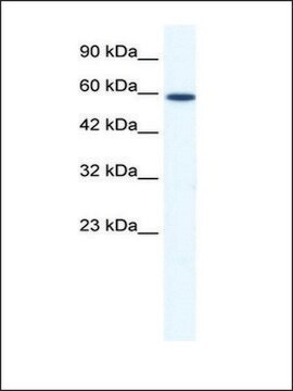 Anti-DDX5 (AB2) antibody produced in rabbit IgG fraction of antiserum