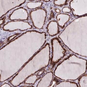 Anti-FKBP10 antibody produced in rabbit Prestige Antibodies&#174; Powered by Atlas Antibodies, affinity isolated antibody, buffered aqueous glycerol solution