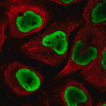 Anti-NUP54 antibody produced in rabbit Prestige Antibodies&#174; Powered by Atlas Antibodies, affinity isolated antibody