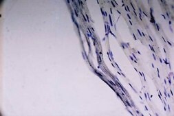 Anti-Sodium Channel Antibody, Voltage Gated, Pan (SP19 Segment) Chemicon&#174;, from rabbit