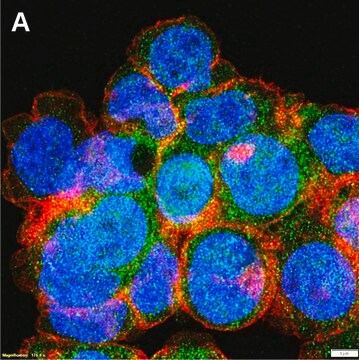 Anti-RIG-1/DDX58 Antibody, clone 1B13 ZooMAb&#174; Rabbit Monoclonal recombinant, expressed in HEK 293 cells