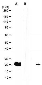 Anti-IL-11 Antibody, clone 13-6D-10G