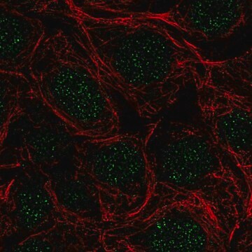 Anti-SRSF5 antibody produced in rabbit Prestige Antibodies&#174; Powered by Atlas Antibodies, affinity isolated antibody