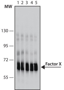 Monoclonal Anti-Factor X antibody produced in mouse clone HX-1, purified immunoglobulin, buffered aqueous solution