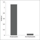 Anti-phospho-CKII-&#946; (pSer209) antibody produced in rabbit affinity isolated antibody