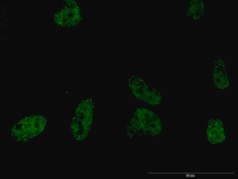 Monoclonal Anti-PLCB2 antibody produced in mouse clone 1B3, purified immunoglobulin, buffered aqueous solution