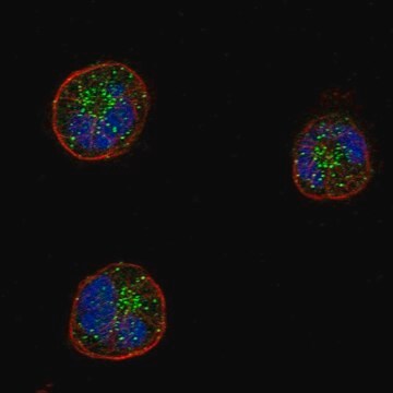 Anti-Selplg Antibody Produced In Rabbit Prestige Antibodies&#174; Powered by Atlas Antibodies, affinity isolated antibody, buffered aqueous glycerol solution