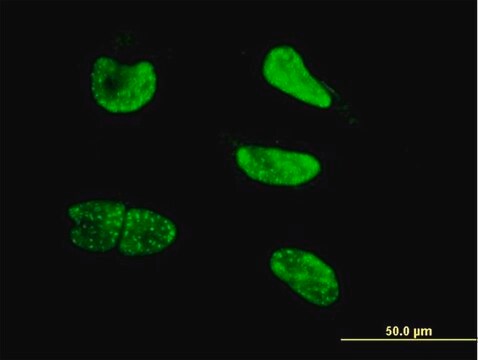 Monoclonal Anti-NEUROG3 antibody produced in mouse clone 4B7, purified immunoglobulin, buffered aqueous solution