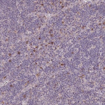 Anti-FCER1A antibody produced in rabbit Prestige Antibodies&#174; Powered by Atlas Antibodies, affinity isolated antibody