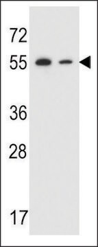 ANTI-TRIM7 (N-TERMINAL) antibody produced in rabbit affinity isolated antibody, buffered aqueous solution