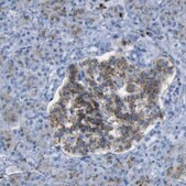Anti-PLD3 antibody produced in rabbit Prestige Antibodies&#174; Powered by Atlas Antibodies, affinity isolated antibody, buffered aqueous glycerol solution