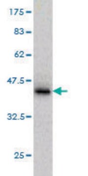 Monoclonal Anti-PTPN4 antibody produced in mouse clone 3C8, purified immunoglobulin, buffered aqueous solution