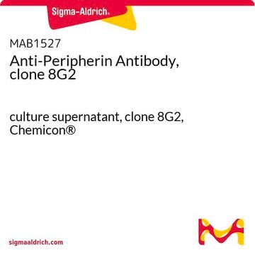 Anti-Peripherin Antibody, clone 8G2 culture supernatant, clone 8G2, Chemicon&#174;