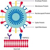 Angiotensin Converting Enzyme-2, ACE2 Human recombinant, &#8805;1000000&#160;U/mg, expressed in HEK 293 cells