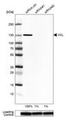 Anti-VCL antibody produced in rabbit Prestige Antibodies&#174; Powered by Atlas Antibodies, affinity isolated antibody