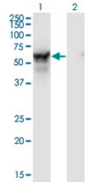 Monoclonal Anti-NMT2 antibody produced in mouse clone 2E12-4B5, purified immunoglobulin, buffered aqueous solution