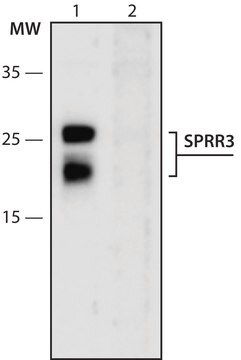 Anti-SPRR3 (1-15) antibody produced in rabbit IgG fraction of antiserum