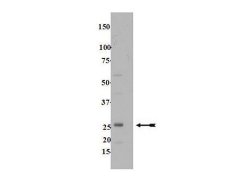 Anti-Rab13 Antibody Upstate&#174;, from rabbit