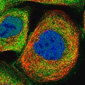 Anti-MAS1L antibody produced in rabbit Prestige Antibodies&#174; Powered by Atlas Antibodies, affinity isolated antibody, buffered aqueous glycerol solution