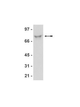 Anti-ORC2 Antibody, clone 3G6 clone 3G6, Upstate&#174;, from rat