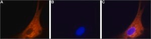 Anti-Calcium Channel (&#945;1B Subunit) (N-type of Voltage-gated Ca2+ Channel) antibody produced in rabbit affinity isolated antibody, lyophilized powder