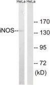 Anti-INOS antibody produced in rabbit affinity isolated antibody