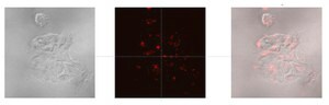 LuminiCell Tracker NIR- Cell Labeling Kit
