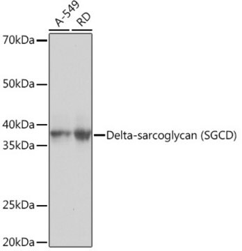 Anti-delta-Sarcoglycan (SGCD) Antibody, clone 3P3R4, Rabbit Monoclonal