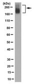 Anti-MRP2 Antibody, clone 4C9.2 clone 4C9.2, from mouse