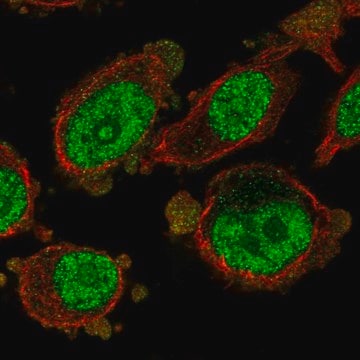 Anti-MXD3 antibody produced in rabbit Prestige Antibodies&#174; Powered by Atlas Antibodies, affinity isolated antibody