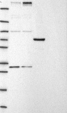 Anti-CHD8 antibody produced in rabbit Prestige Antibodies&#174; Powered by Atlas Antibodies, affinity isolated antibody, buffered aqueous glycerol solution