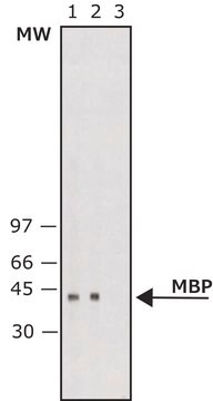 Monoclonal Anti-Maltose Binding Protein&#8722;Alkaline Phosphatase antibody produced in mouse clone MBP-17, purified immunoglobulin, buffered aqueous glycerol solution