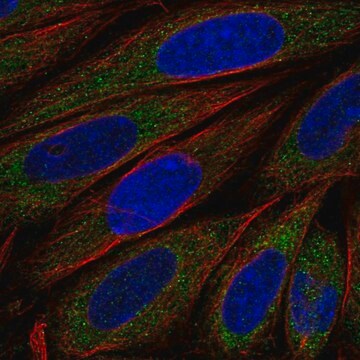 Anti-Fkbp6 Antibody Produced In Rabbit Prestige Antibodies&#174; Powered by Atlas Antibodies, affinity isolated antibody, buffered aqueous glycerol solution
