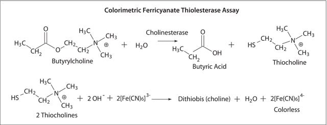 Acetylcholinesterase from Electrophorus electricus (electric eel) Type V-S, lyophilized powder, &#8805;1,000&#160;units/mg protein