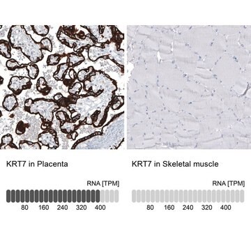 Monoclonal Anti-KRT7 antibody produced in mouse Prestige Antibodies&#174; Powered by Atlas Antibodies, clone CL8725, purified immunoglobulin, buffered aqueous glycerol solution