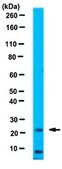 Anti-VEGF 165b Antibody, clone 56/1 clone 56/1, 1&#160;mg/mL, from mouse