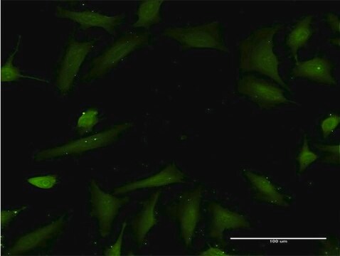 Monoclonal Anti-HTN3 antibody produced in mouse clone 4G9, purified immunoglobulin, buffered aqueous solution