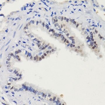 Anti-Phospho-Stat3-S727 antibody produced in rabbit