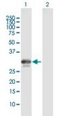 Anti-BDNF antibody produced in mouse purified immunoglobulin, buffered aqueous solution