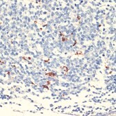 Anti-CD68 antibody produced in rabbit