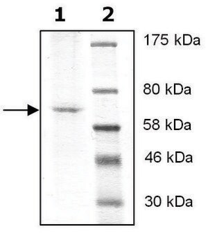 HDAC10 FLAG tag active human recombinant, expressed in baculovirus infected Sf9 cells, &#8805;38% (SDS-PAGE)