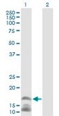 Anti-CAMP antibody produced in mouse IgG fraction of antiserum, buffered aqueous solution