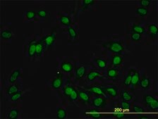 Monoclonal Anti-HEYL antibody produced in mouse clone 1F6, purified immunoglobulin, buffered aqueous solution
