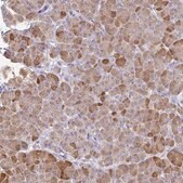 Anti-PLA2G1B antibody produced in rabbit Prestige Antibodies&#174; Powered by Atlas Antibodies, affinity isolated antibody, buffered aqueous glycerol solution
