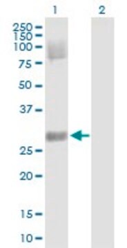 Anti-DKK4 antibody produced in rabbit purified immunoglobulin, buffered aqueous solution